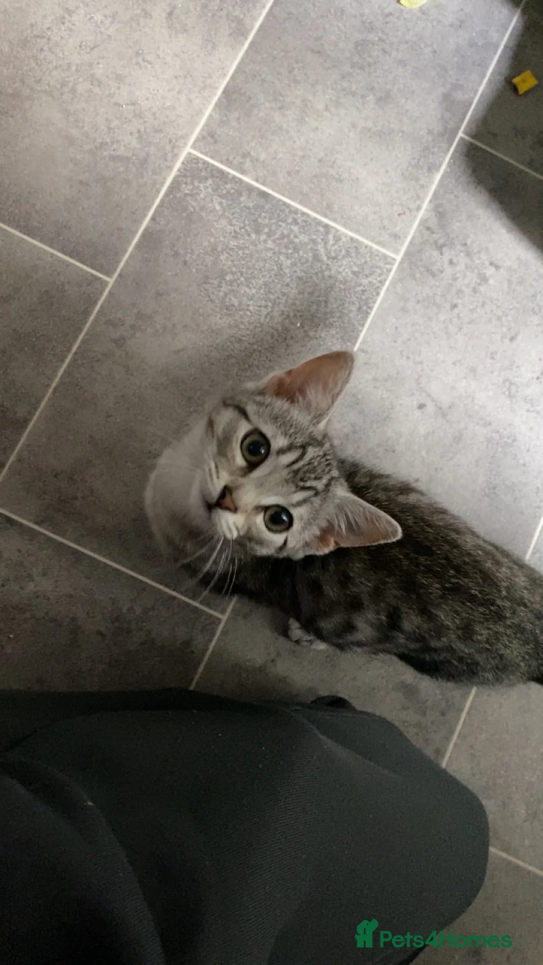 Mixed Breed cats for sale: Female kitten for sale in Rhyl - Advert 1