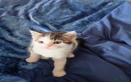 Mixed Breed cats for sale: Kittens  - Image 8
