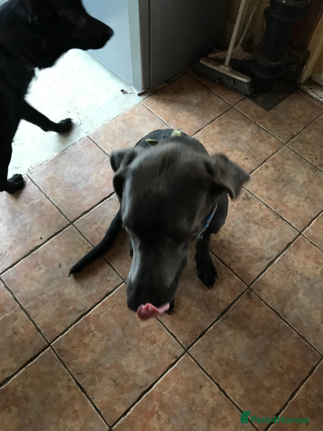 Mixed Breed dogs for sale: Very Unique Blue Great Shepard Puppies  - Advert 8