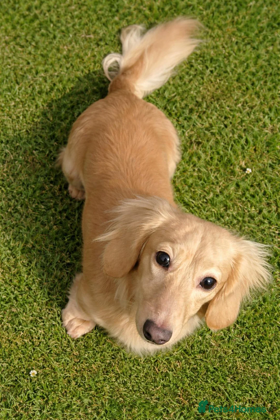 Miniature Dachshund dogs for stud: Beautiful Long Haired Full Cream Dachshund *Stud* - Advert 2