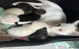 British Longhair cats for sale: 5 kittens available  - Image 11