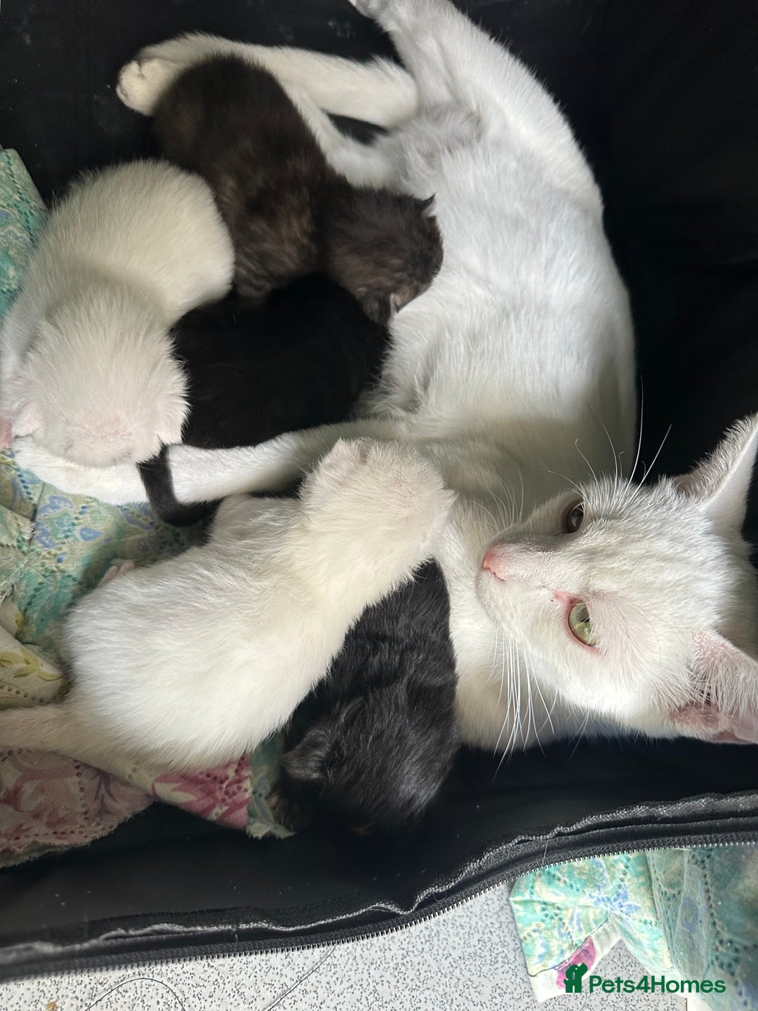 British Longhair cats for sale: 5 kittens available  - Image 11
