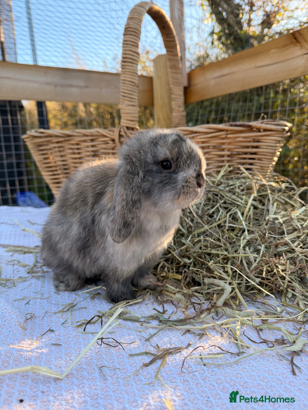 Mini Lop rabbits for sale: Mini Lop bunnies  - Advert 22