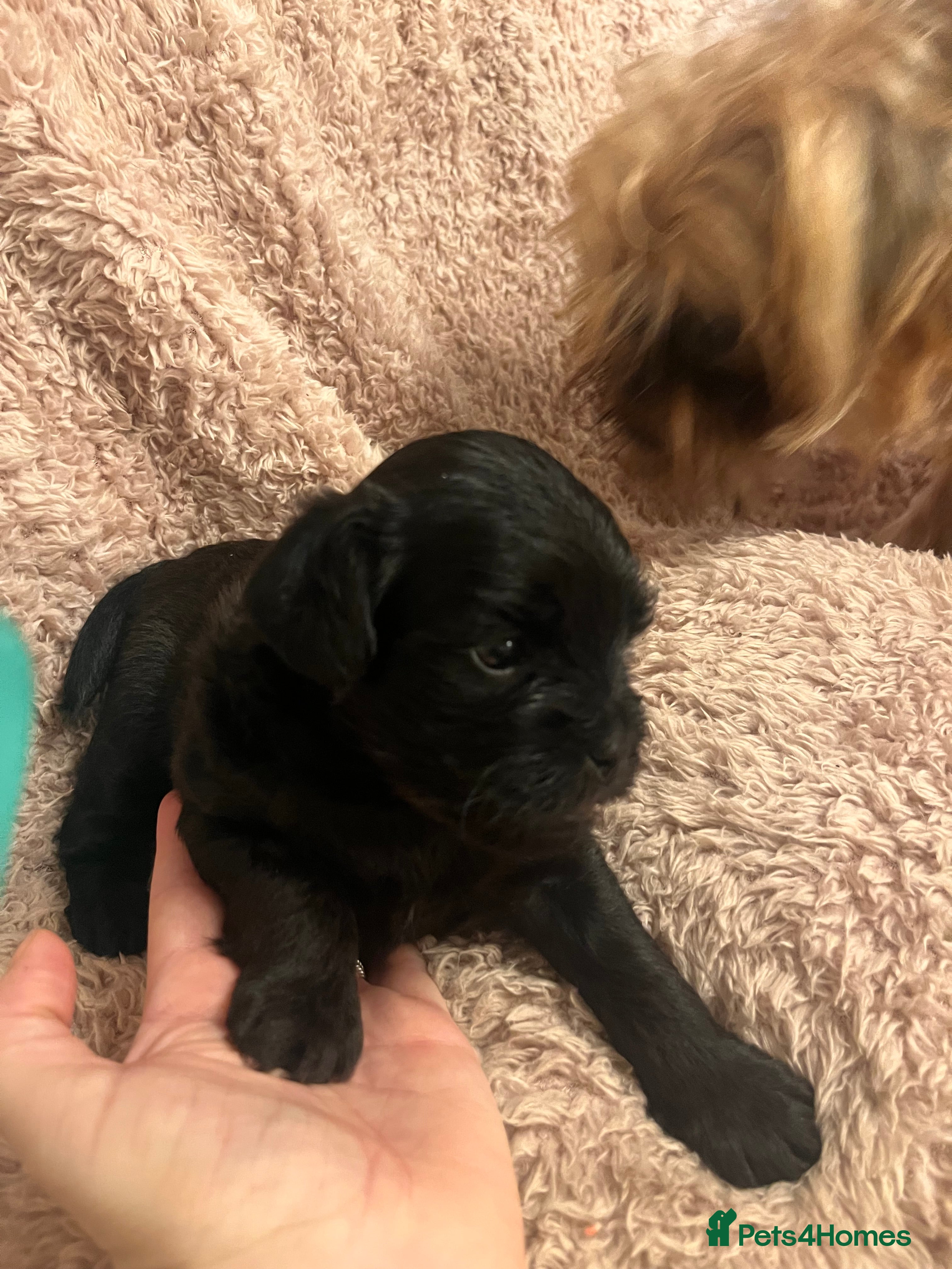 Mixed Breed dogs for sale: Cockerpoo x Brussels Griffon puppies - Advert 2