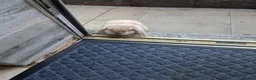 French Lop rabbits for sale: French mini lop  - Advert 4