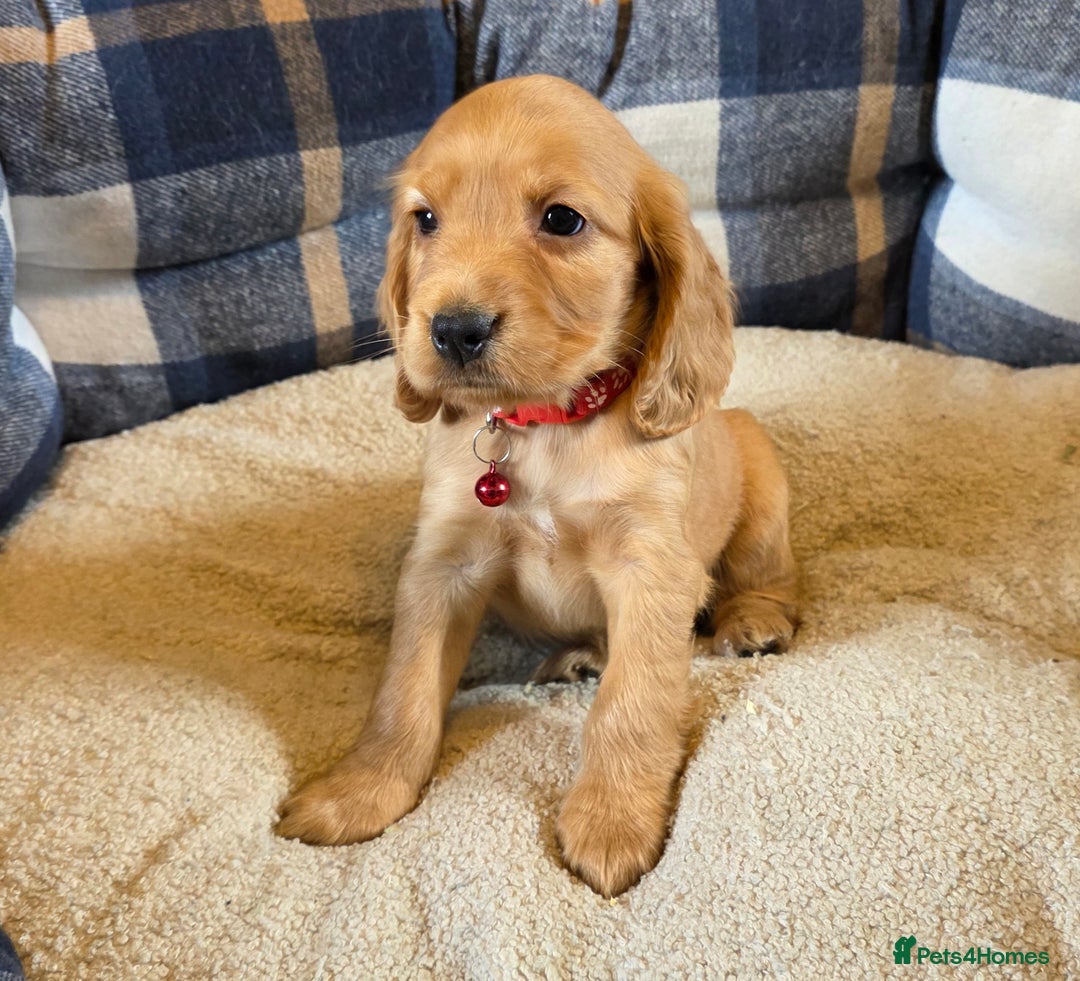 Cocker Spaniel dogs for sale: KC Show Type Cocker Spaniel - Image 5