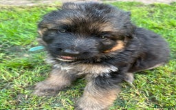 German Shepherd dogs for sale: Top Quality GSD puppies available  - Image 4