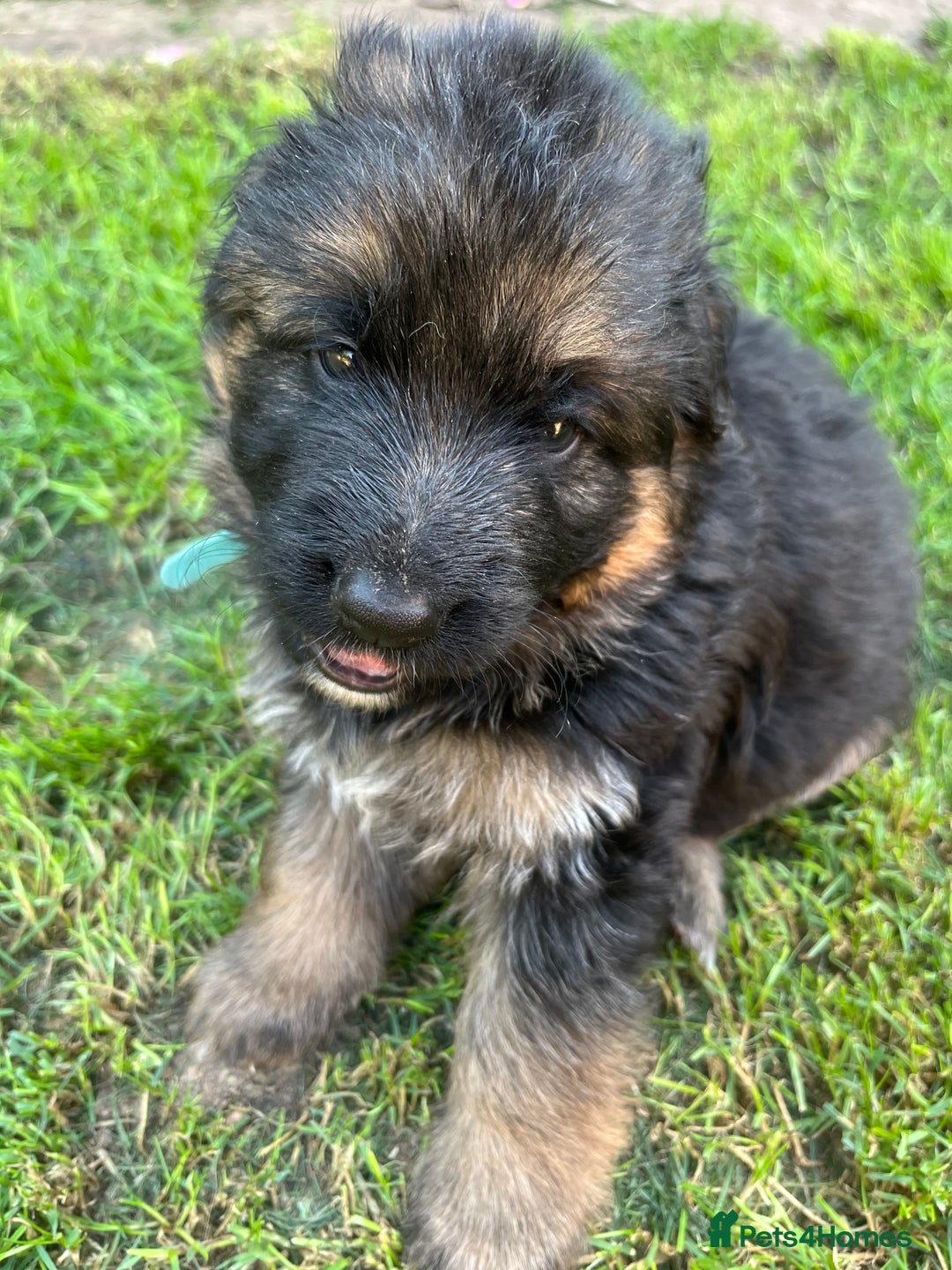 German Shepherd dogs for sale: Top Quality GSD puppies available  - Image 4