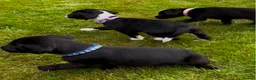Cockerdor dogs for sale: Working Cockador Pups chocolate black white  - Advert 6