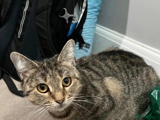 Mixed Breed cats Beautiful Tabby looking kitty - Advert 2