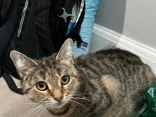 Mixed Breed cats Beautiful Tabby looking kitty - Advert 18