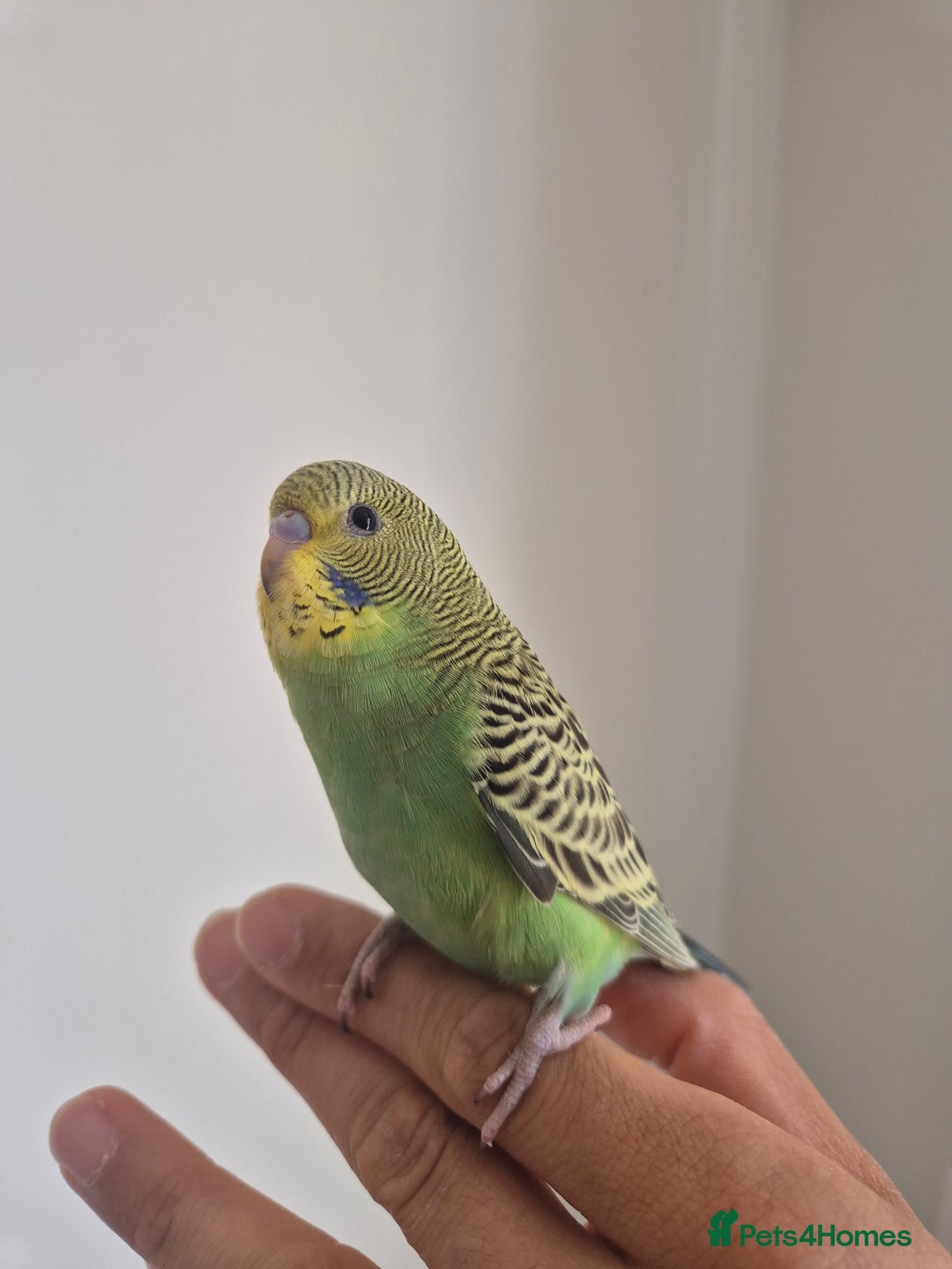 Budgerigars birds for sale: Tamed baby Budgie  - Image 1