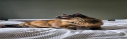 Mixed Breed cats for sale: Meet KoKo - Advert 6
