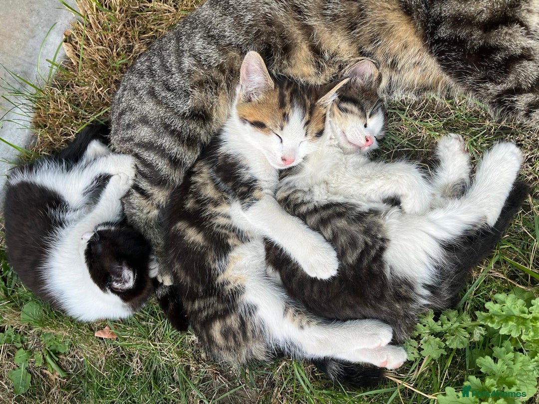 Mixed Breed cats for sale: Cute Tabby Kittens - Ready Now - Image 4