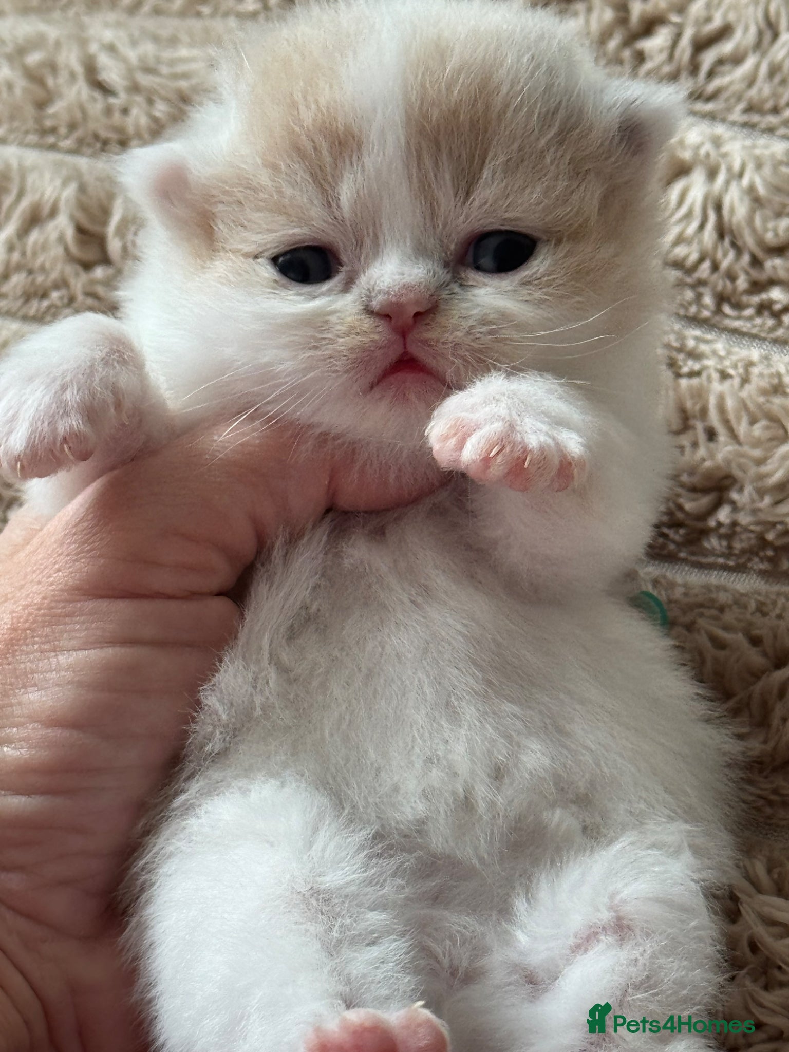 British Shorthair cats Tica SGC dam Lilac tortie and white daughter  - Advert 1