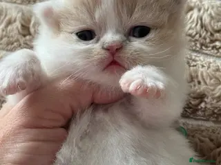 British Shorthair cats Tica SGC dam Lilac tortie and white daughter - Advert 1