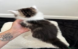 Mixed Breed cats for sale: Adorable mixed breed kittens for sale  - Image 19