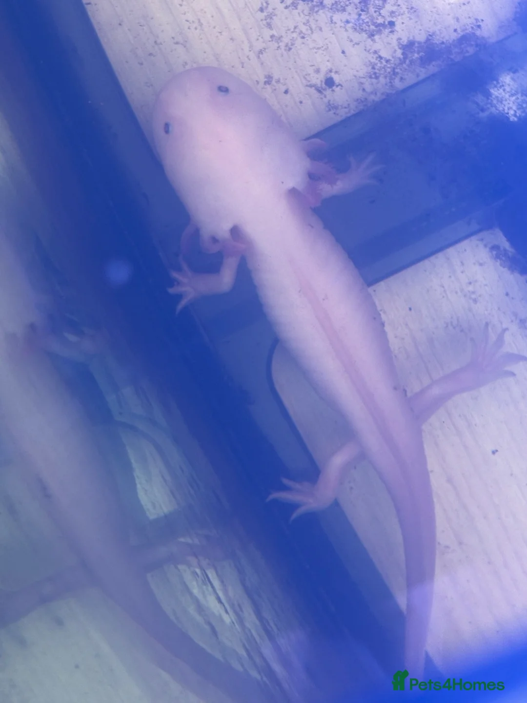 Axolotl reptiles for sale: Pair of female axolotl - Advert 1