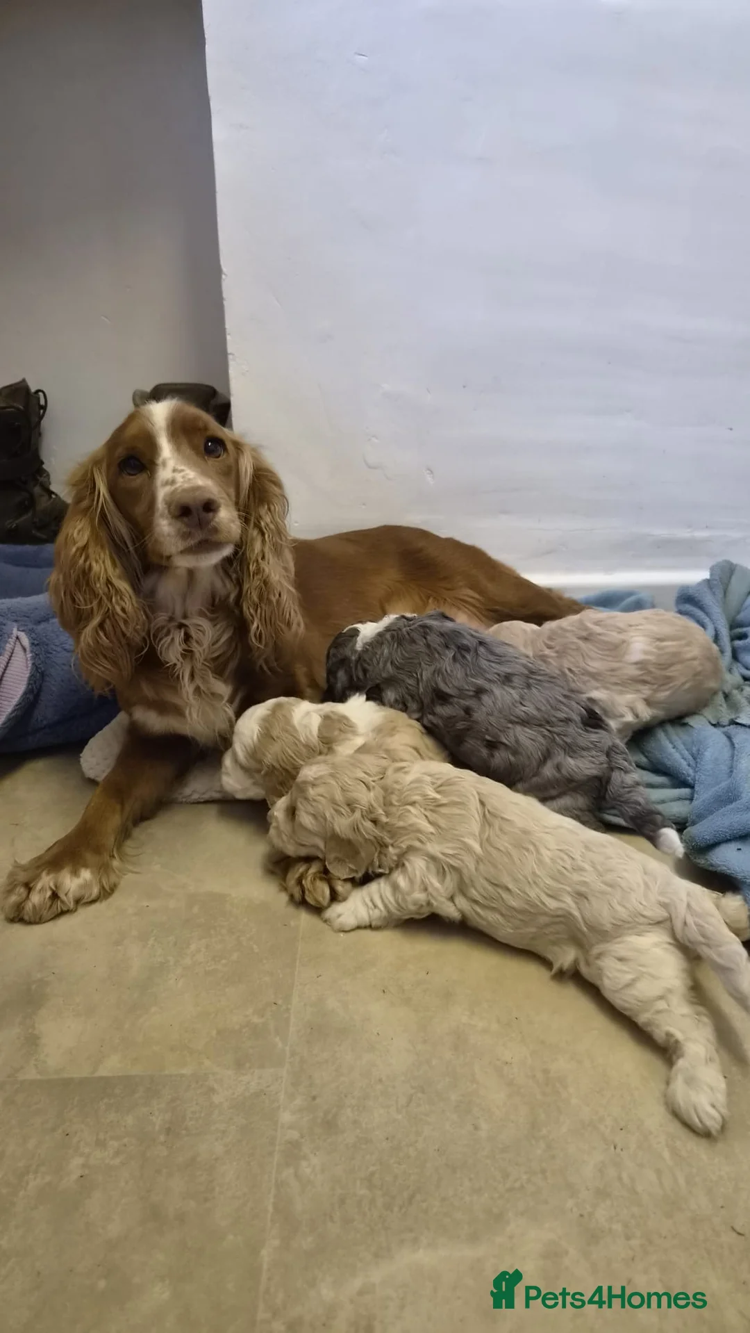 Cockapoo dogs for sale: Beautiful f1 cockapoo puppies  in Droitwich - Advert 1