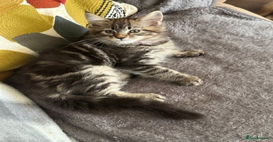 Maine Coon cats - Advert 6