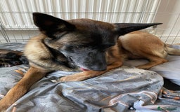 Belgian Shepherd Dog dogs for sale: Belgian Malinois - Image 16