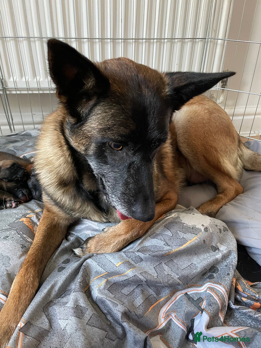 Belgian Shepherd Dog dogs for sale: Belgian Malinois - Image 16