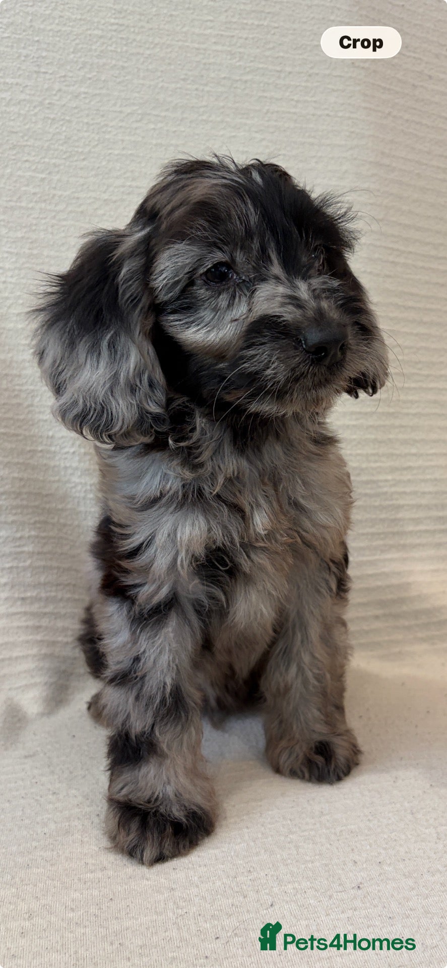 Cockapoo dogs F1 cockapoo puppies ready now  - Advert 4
