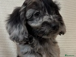 Cockapoo dogs F1 cockapoo puppies ready now - Advert 4