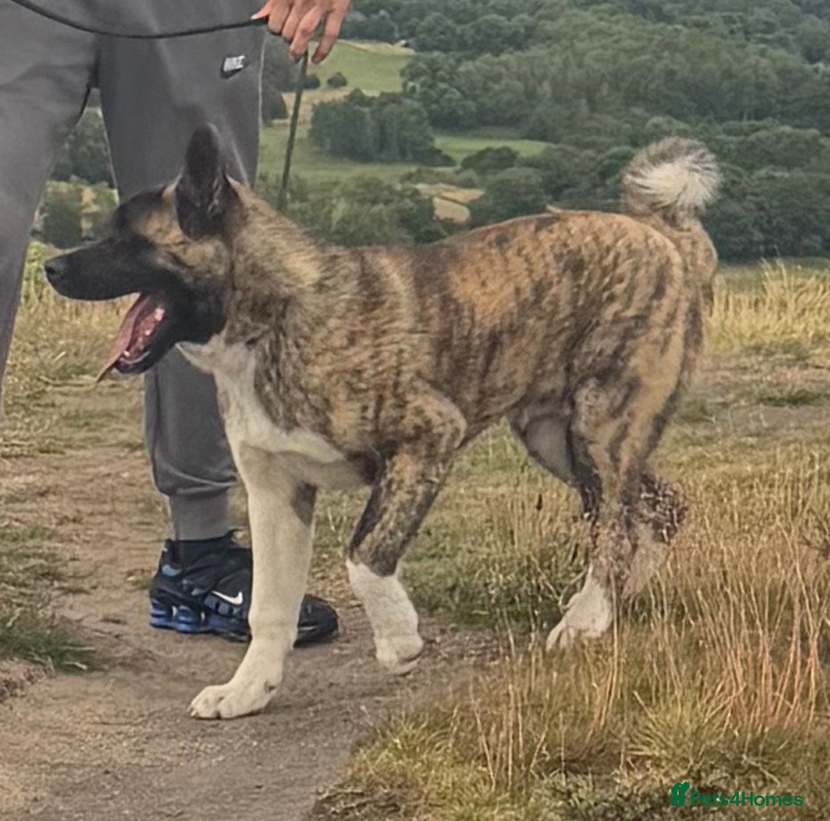 Akita dogs Blaze The American Akita - 6 Months Old 🔥 - Advert 1