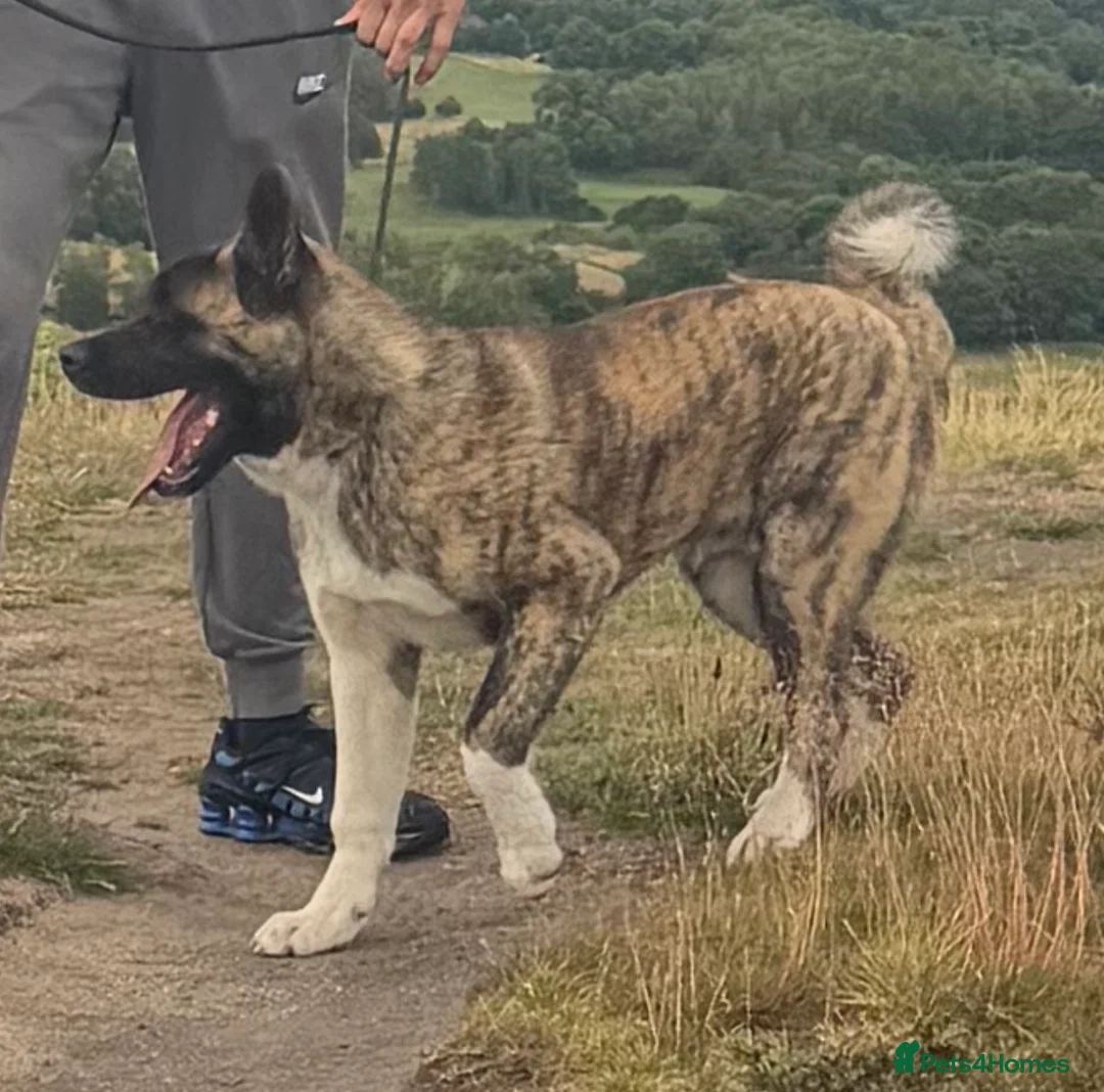 Akita dogs for sale: Blaze The American Akita - 6 Months Old 🔥 in Shipley - Advert 1