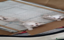 Maltese dogs for sale: Beautiful miniature maltese puppies  - Image 4