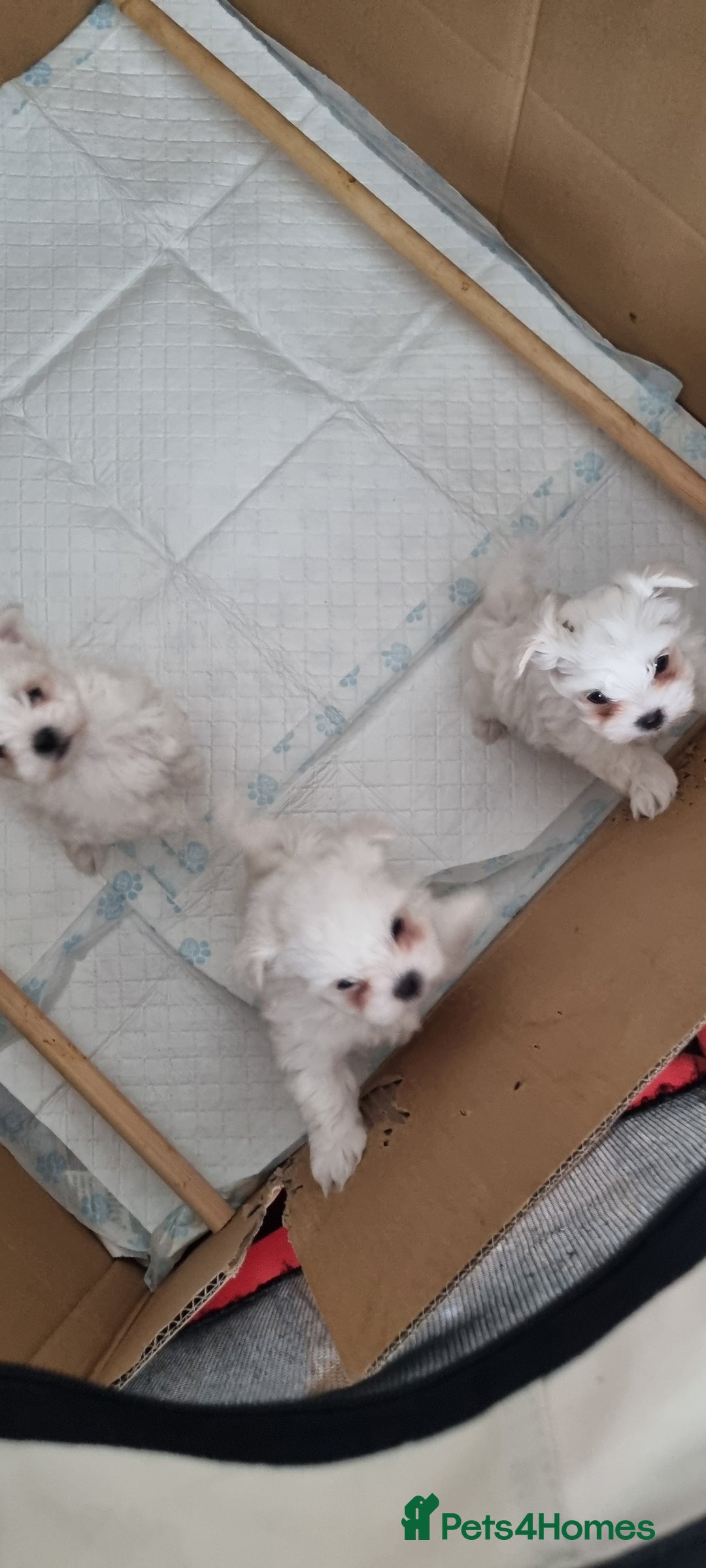 Maltese dogs for sale: Beautiful miniature maltese puppies  - Image 4