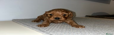 Cavapoo Puppy 1