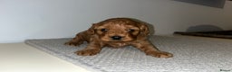Cavapoo dogs for sale: Cavapoo (Girl) - Advert 2