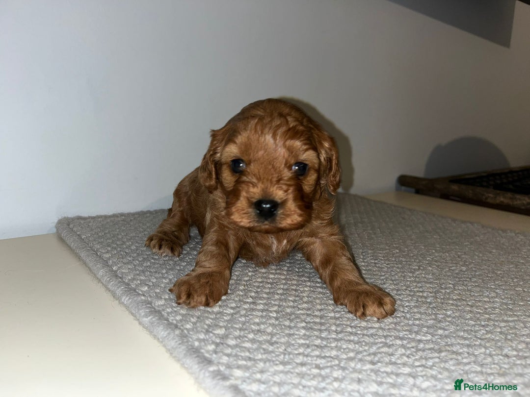 Cavapoo dogs for sale: Cavapoo (Girl) - Advert 2