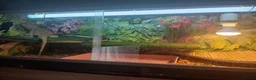 Bearded Dragon reptiles for sale: Breaded dragon with set up - Advert 3