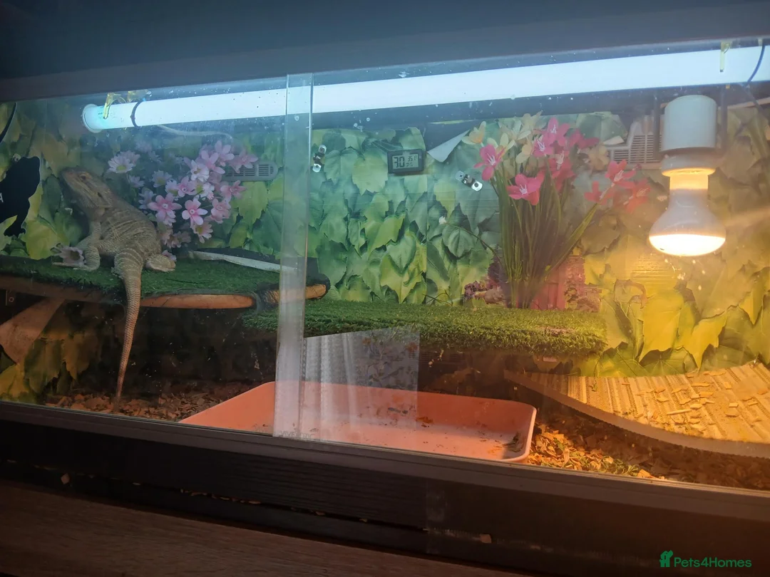 Bearded Dragon reptiles for sale: Breaded dragon with set up - Advert 3