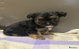 Morkie dogs for sale: 3 little morkies for sale  - Image 3