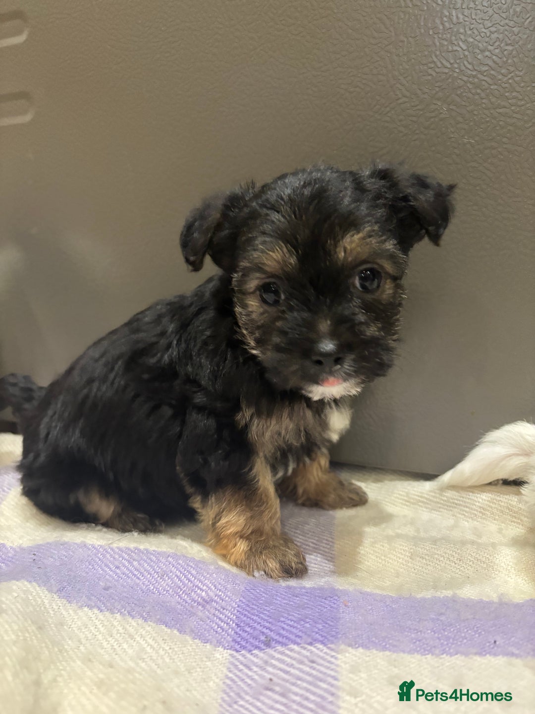 Morkie dogs for sale: 3 little morkies for sale  - Image 3