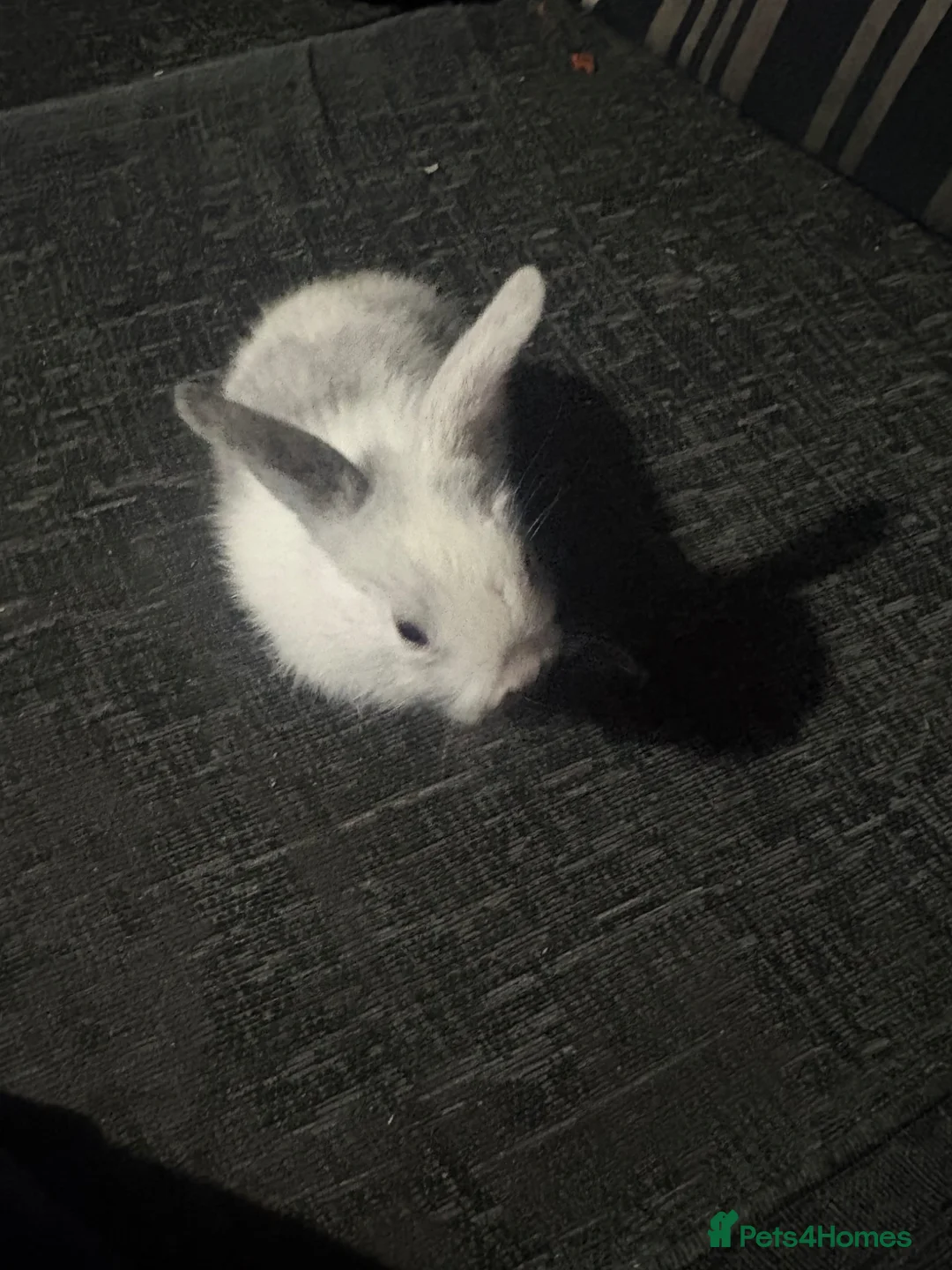 Mixed Breed rabbits for sale: Lion head mix baby  - Advert 8