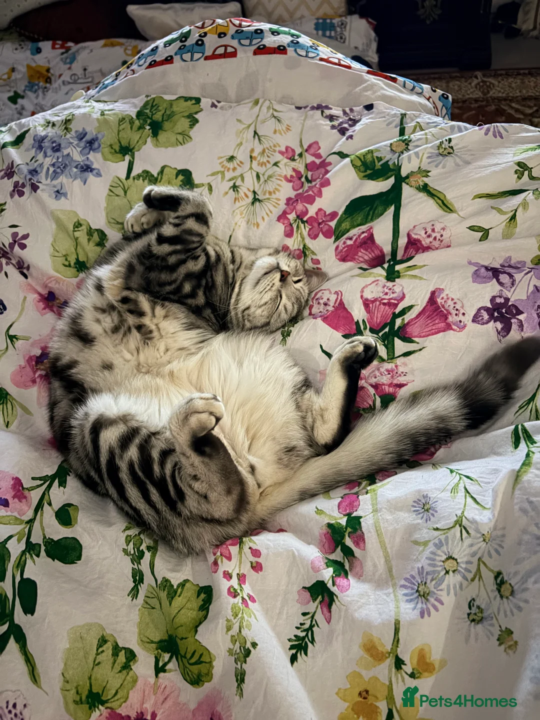 Mixed Breed cats for sale: 🐾 Adorable Adult Cats Pair BSH x Scottish Fold 🐾 - Advert 18