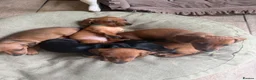 Dachshund dogs for sale: 🐾 5 Beautiful Miniature Dachshund Girls  - Advert 3