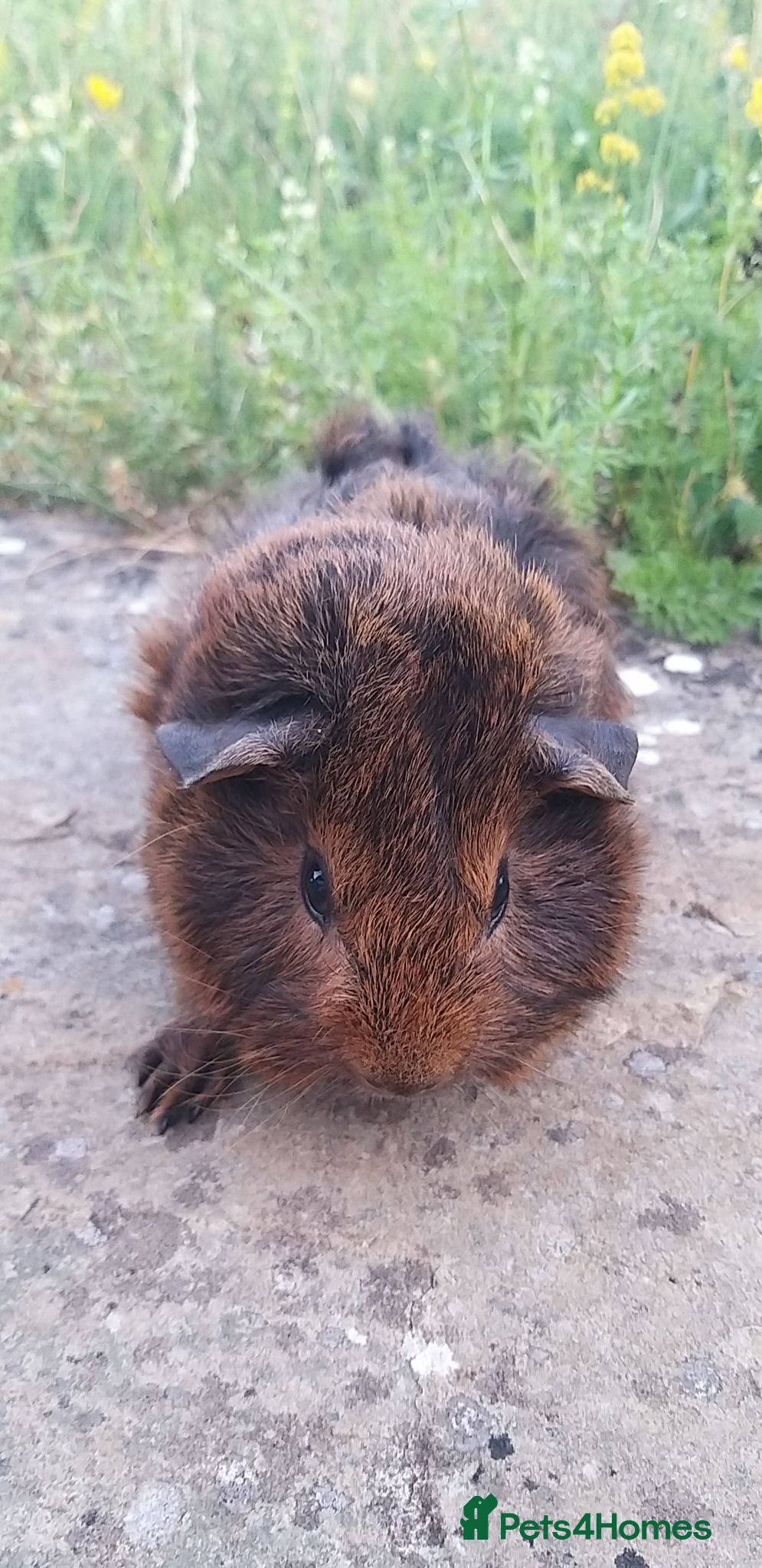 Guinea Pig rodents baby guinea pigs for sale - Advert 2