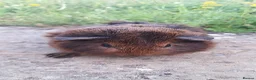 Guinea Pig rodents for sale: baby guinea pigs for sale - Advert 2