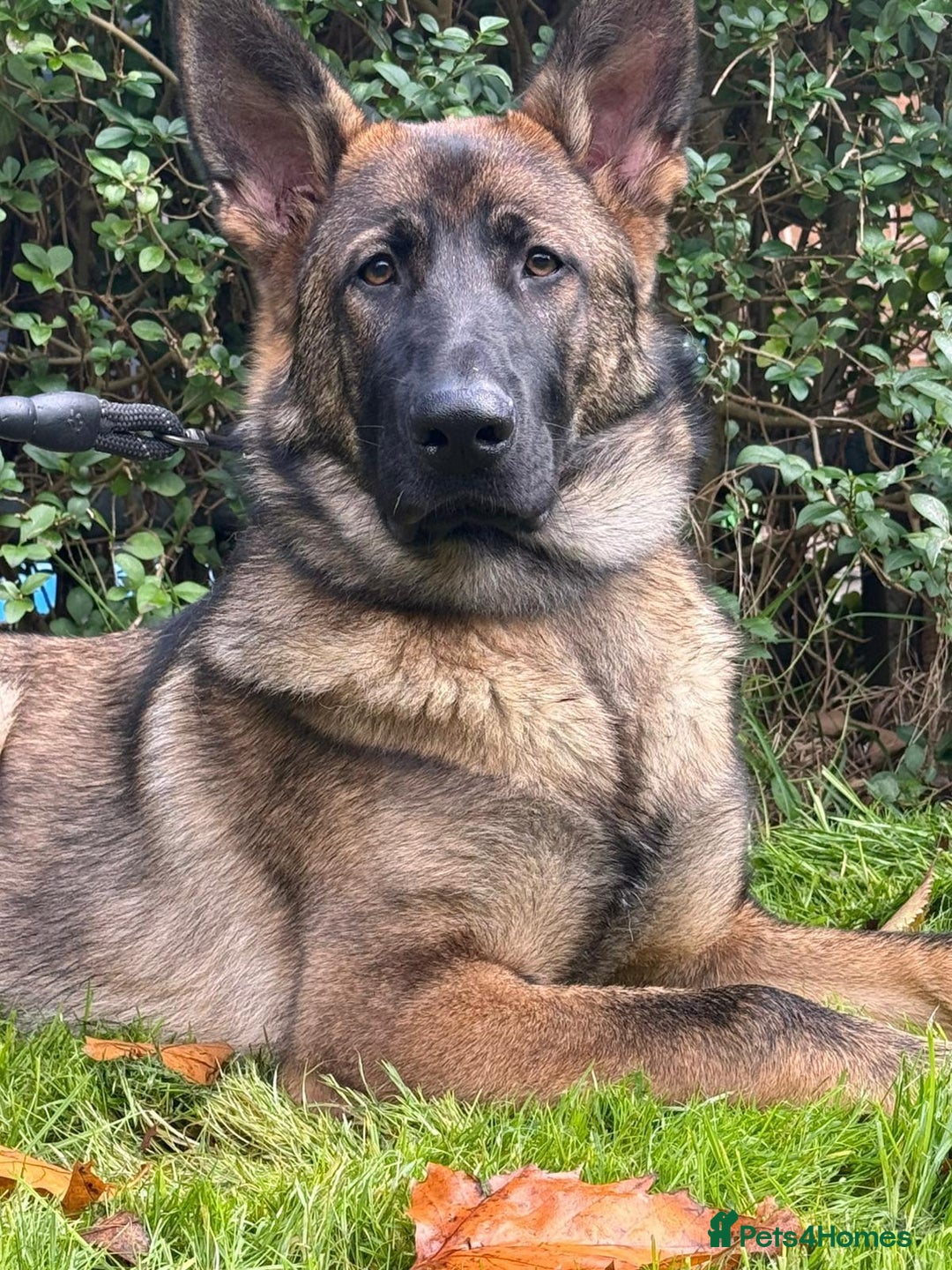 German Shepherd dogs for sale: Big beautiful German shepherd looking for new home - Advert 1