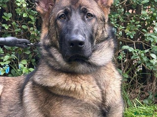 German Shepherd dogs Big beautiful German shepherd looking for new home - Advert 1