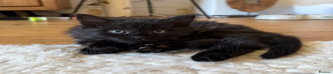 Mixed Breed Kitten 2