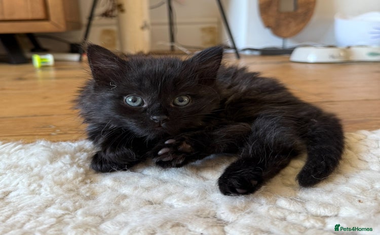 Mixed Breed cats - Advert 14