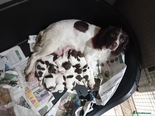 Mixed Breed dogs Mixed spaniels - Advert 6