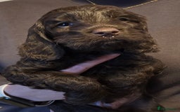 Sproodle dogs for sale: Beautiful Sproodle Puppies - Advert 2